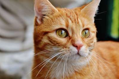 猫 宿醉 红色的 可爱的 鲭鱼 老虎 舒适 动物 家猫 毛皮