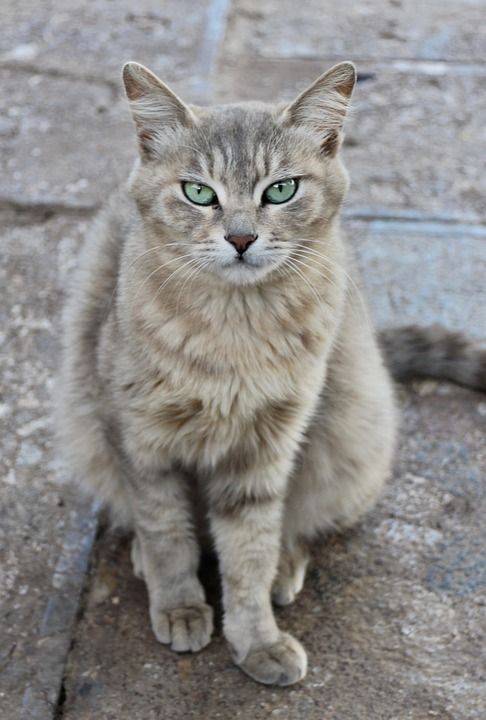 猫 流浪猫 动物 国内的猫 猫科动物 哺乳动物 可爱的 坐着