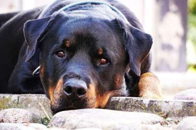 狗 罗威纳犬 特写 休息 位于 黑 成人 可爱 美丽的 种类