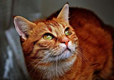 猫 宿醉 红色的 可爱的 鲭鱼 老虎 舒适 动物 家猫 毛皮