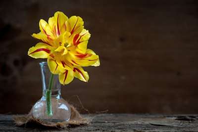 郁金香 花 开花 黄色红色 花瓶 玻璃 装饰 开放的花