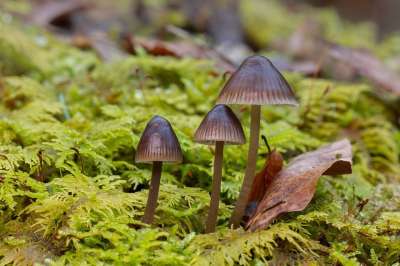 蘑菇 苔藓 小蘑菇 海绵 森林