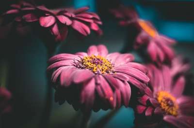 雏菊 花 植物 非洲菊 骨精 非洲雏菊 花瓣 盛开 开花