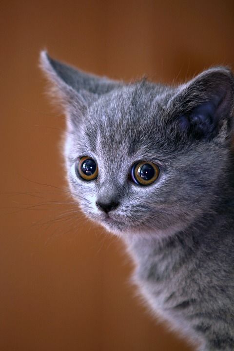 动物 猫 小猫 英国蓝猫 宠物 英国猫 注视 看法 猫眼