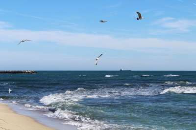 大海 十一月 性质 海鸥 沙 海滩