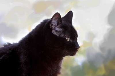 猫 黑色的 安哥拉 宿醉 品种猫 美丽的 自豪地 高贵 坐着