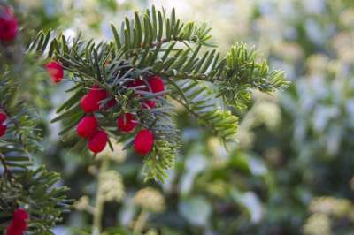 冬天 浆果 圣诞节 雪 树 红色的 绿色 自然 植物群 绿树