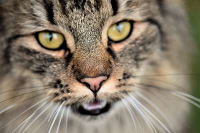 猫 邻居的猫 野猫 鲭鱼 猫脸 Katzenkopf 肖像 猫眼