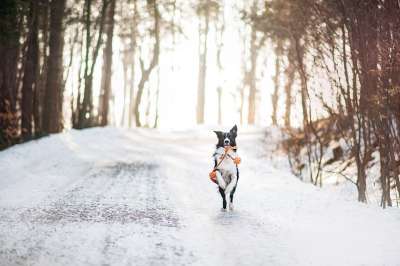 狗 Borderkolie 冬天 自然 下雪的 树木