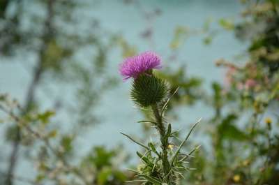 花 大海 克罗地亚 番红花