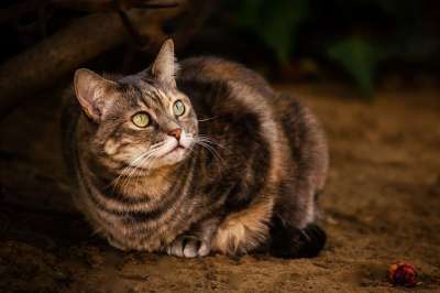 哺乳动物 可爱的 肖像 猫 动物 眼睛 宠物 棕色猫 棕色的肖像