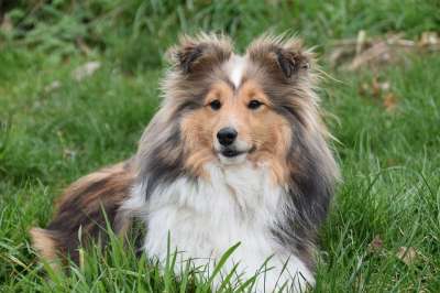 狗 母狗 狗肖像 设得兰群岛牧羊犬 纯种狗 婊子Nayana