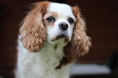 查尔斯王 骑士 宠物 西班牙猎犬 狗 犬类 品种 可爱的 棕色