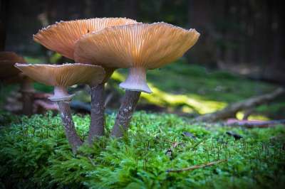 蘑菇 森林 自然 落下 苔藓 关闭 毒蕈 宏 发现 收集
