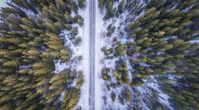 森林 路 多于 空气 寒冷的 冬天 绿色 旅行 抽象 看法
