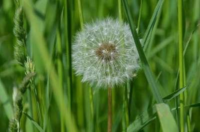 蒲公英 花 植物 白色的 绿色 草地 夏天 自然 盛开