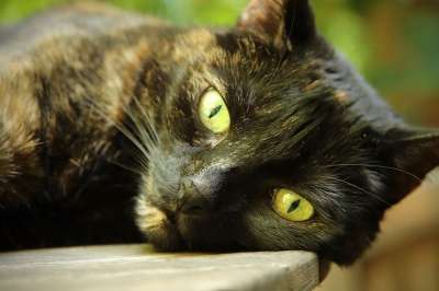 猫 猫眼 玳瑁 家猫 猫脸 家畜 动物