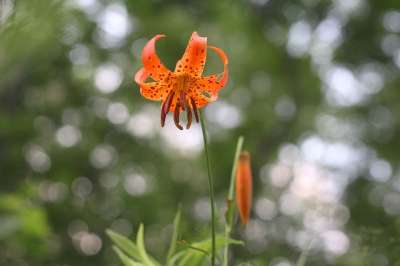 密歇根州 百合 老虎 橙色的 斑 花 花的 植物 特写 自然