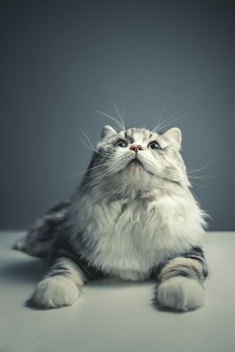 猫 波斯品种 黑灰猫 宠物