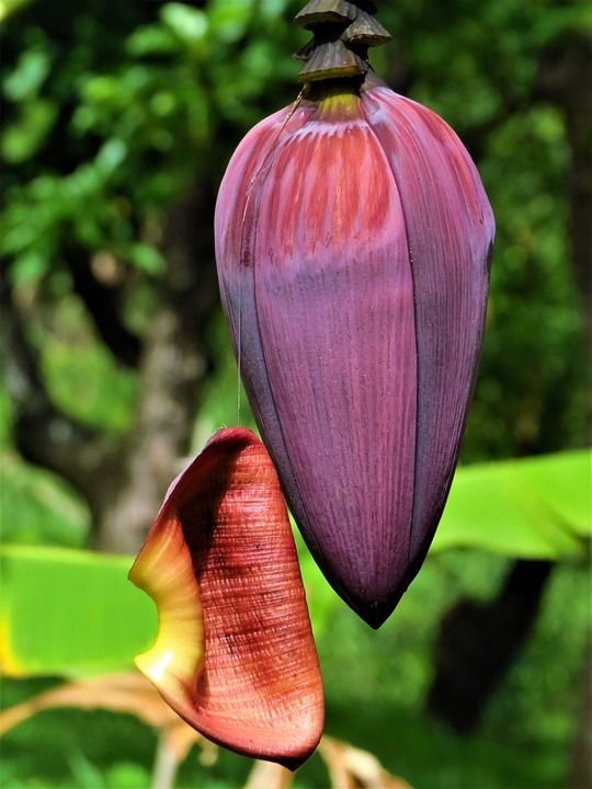 香蕉花 香蕉工厂 花 植物 颜色 花瓣 多米尼克