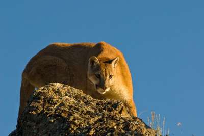 彪马 山狮 蹲着 美洲狮 猫 食肉动物 捕食者 哺乳动物 危险的