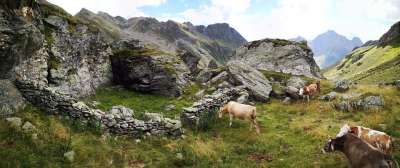 奶牛 废墟 山 阿尔卑斯山 沉降 家畜 巨石 谷 农村 乡村的