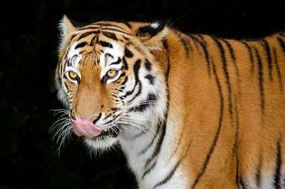 老虎 捕食者 食肉动物 危险的 享受一顿 舌头 大猫 猫 美丽的