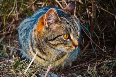 动物 猫 老虎 野生动物 小猫 肖像 关闭 Katzenkopf