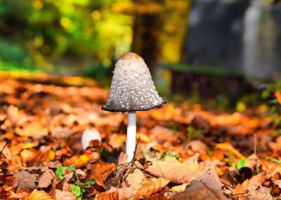 落下 森林蘑菇 森林 自然 森林地面 帽 秋天的 海绵 绿色