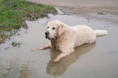 金毛猎犬 狗 猎犬 老的 粗鲁的 纯种狗 水坑 水 茶点 松弛