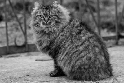 猫咪 猫 黑色和白色 动物 小猫 肖像 宠物 毛皮 眼睛 老虎