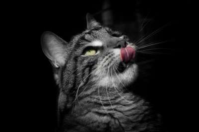 猫 宿醉 动物 舌头 看法 家猫 野猫 自然 肖像 生物