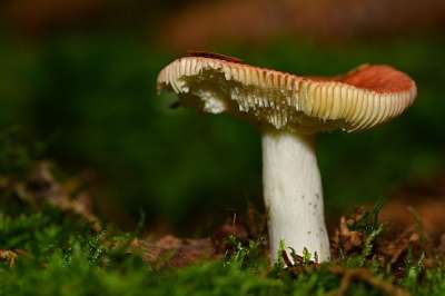 自然 森林 蘑菇 苔藓