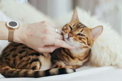猫 小猫 动物 宠物 模糊 卧室 手 戒指 棕色的卧室