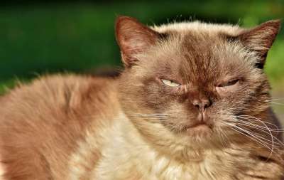 猫 品种猫 英国短毛猫 纯种 短发 毛皮 可爱的