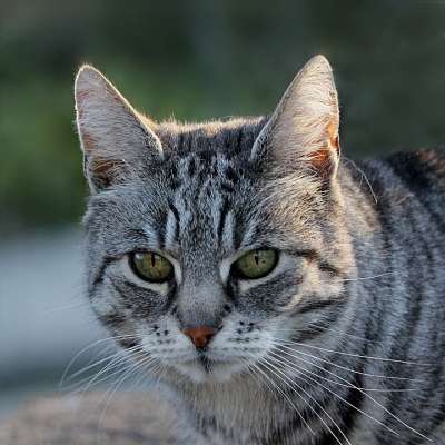 动物 哺乳动物 猫 猫 Silvestris Catus 可爱的 漂亮