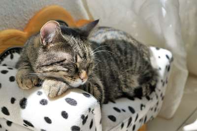 猫 老虎 Tigerle 大猫 动物 捕食者 危险的 细心 关闭