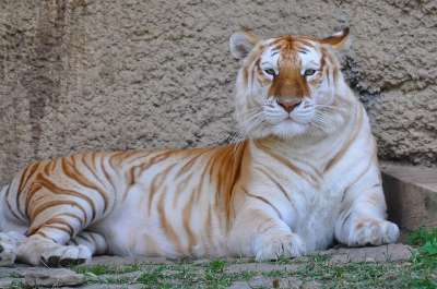 老虎 动物 动物园 白化病 大猫 条纹 猫科动物 哺乳动物 自然