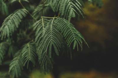 树叶 分行 树 叶子 绿化 植物 自然 特写