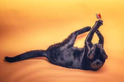 猫 宠物 蝴蝶 黑猫 动物 国内的 猫科动物 哺乳动物 照相馆