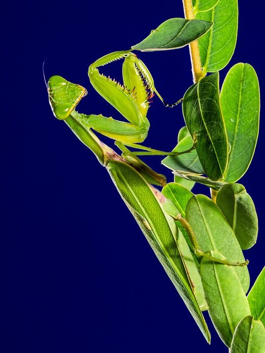 螳螂 Grasshoper 昆虫 刺槐 绿色 自然 动物 昆虫学