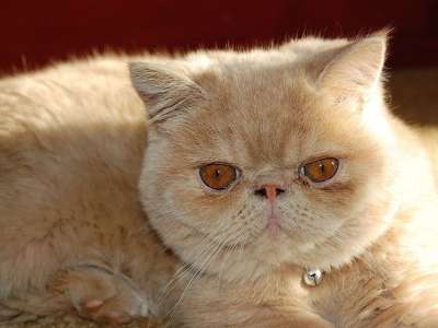 猫 波斯语 异国情调 品种 宠物 毛茸茸的