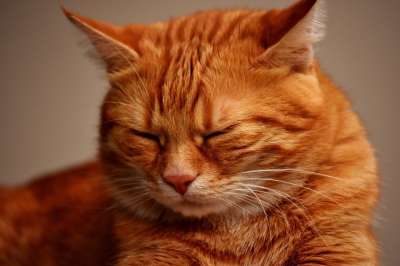 猫 鲭鱼 拍照 肖像 乐趣 红色的 大花猫 小猫 红猫 虎猫