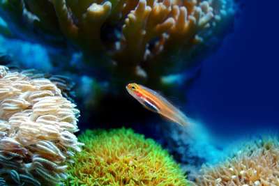 鱼 珊瑚 海 水下 礁 水 海洋 动物 生活 水族馆 自然