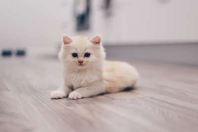 猫 小猫 可爱的 动物 基蒂 猫科动物 毛茸茸的 晶须 国内的