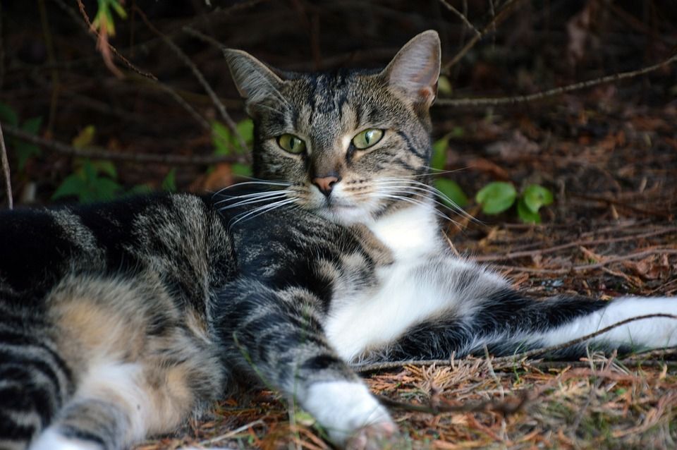 猫, 动物, 家畜, 家猫, 野生动物, 肖像, 动物肖像