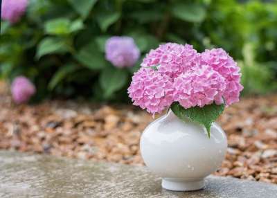 绣球花 雨 花 春天 开花