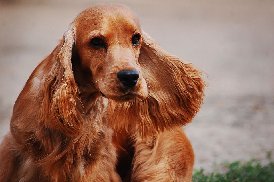 可卡犬语, 西班牙猎犬, 可卡猎犬, 黄金, 狗, 小狗, 纯种, 纯种狗