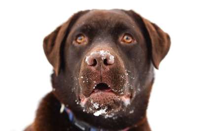 拉布拉多犬 棕色 狗 快乐的 动物 宠物 猎犬 可爱的 肖像