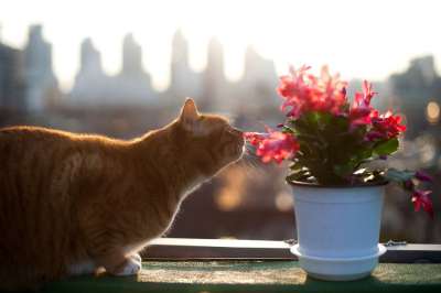 猫 宠物 鲜花和只是 点击的蠕虫 一个业务 游戏开发仙人掌